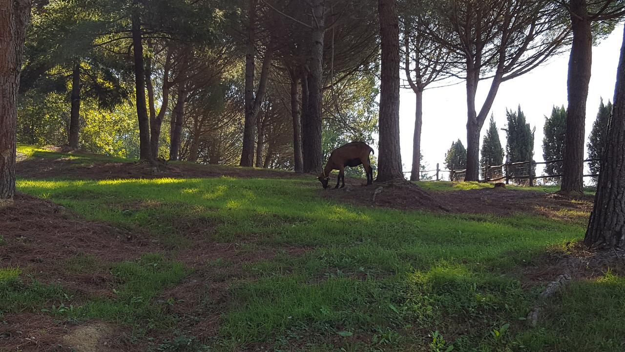 B&B Podere Montese 빌라프랑카 인 루니지아나 외부 사진