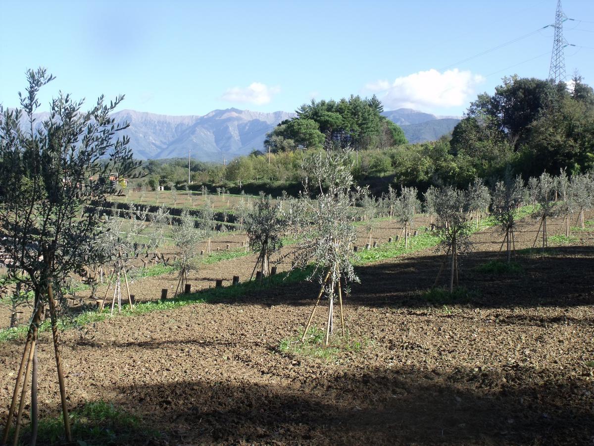 B&B Podere Montese 빌라프랑카 인 루니지아나 외부 사진